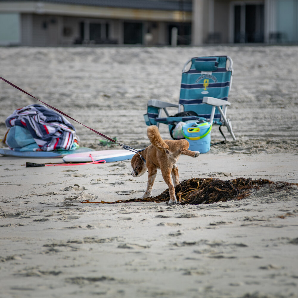 Dog peeing on the beach