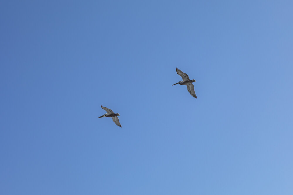 Pelicans, Mission Beach