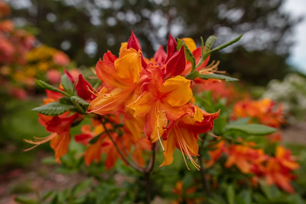 Flame Azalea