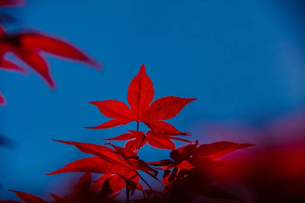 Japanese Maple