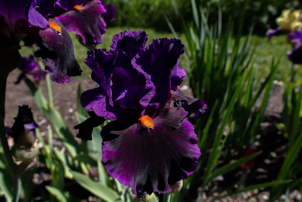 Bearded Iris