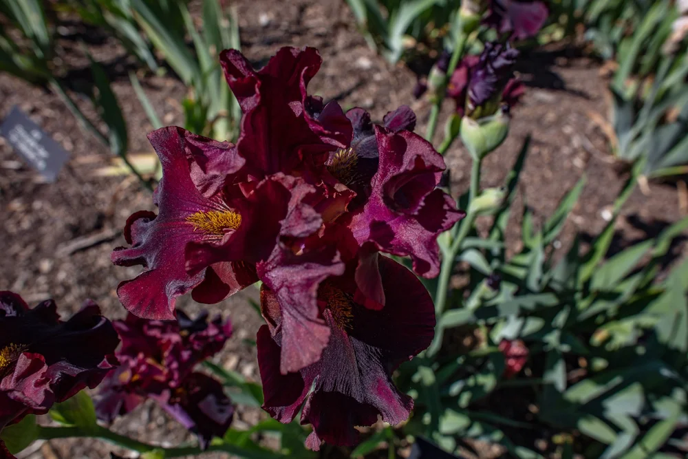 Bearded Iris