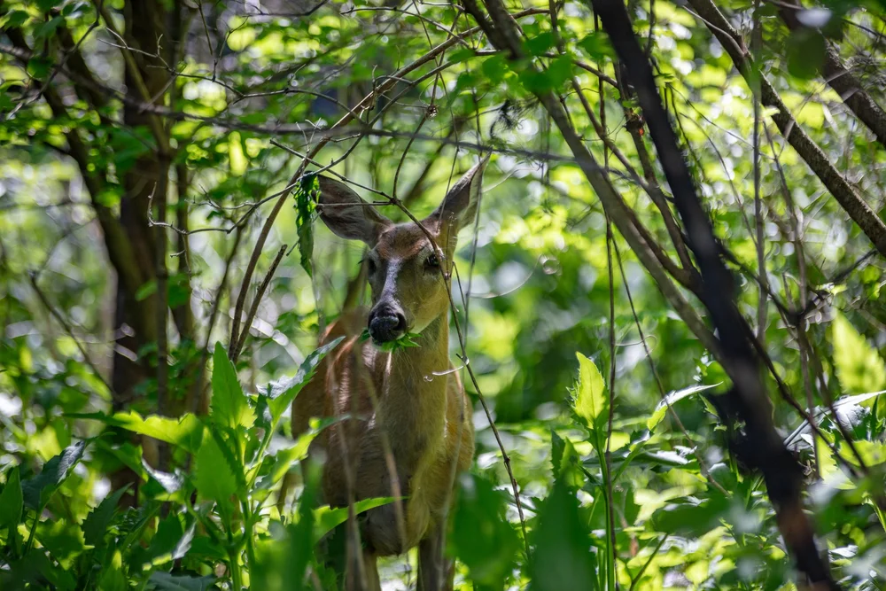 An unusually large rodent