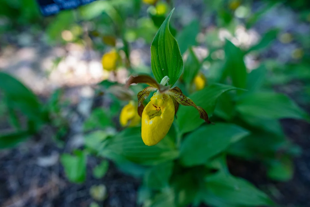 Lesser Yellow Lady's Slipper