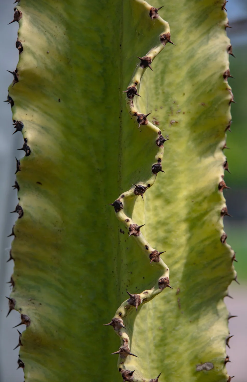 Sullu Spurge