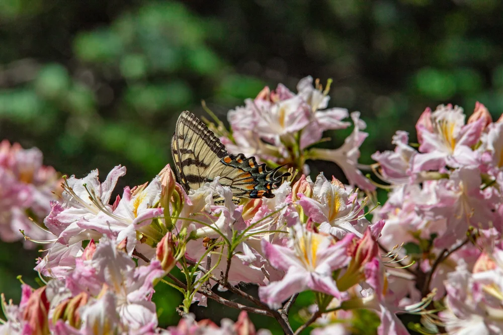 Western Azalea &amp; friend.