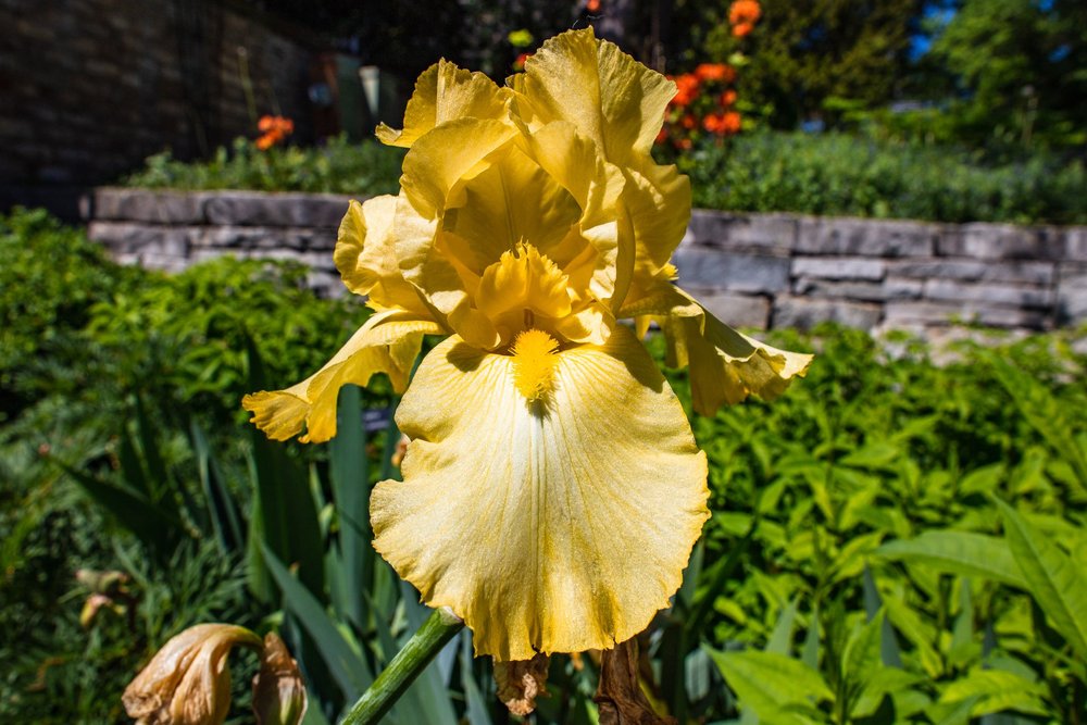 Another Bearded Iris