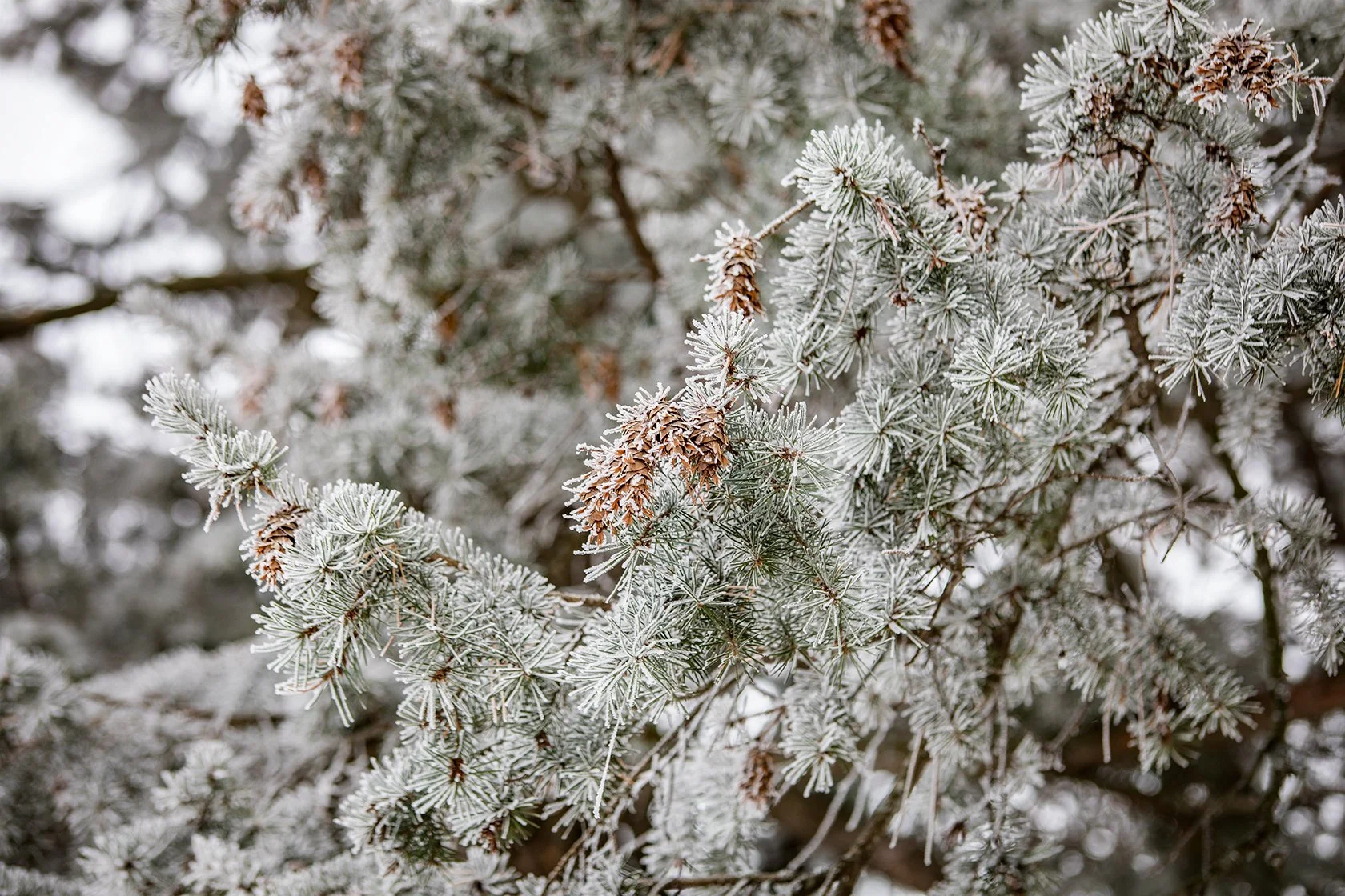 Scots Pine Trees - Como Park, MN — Nathaniel Barber