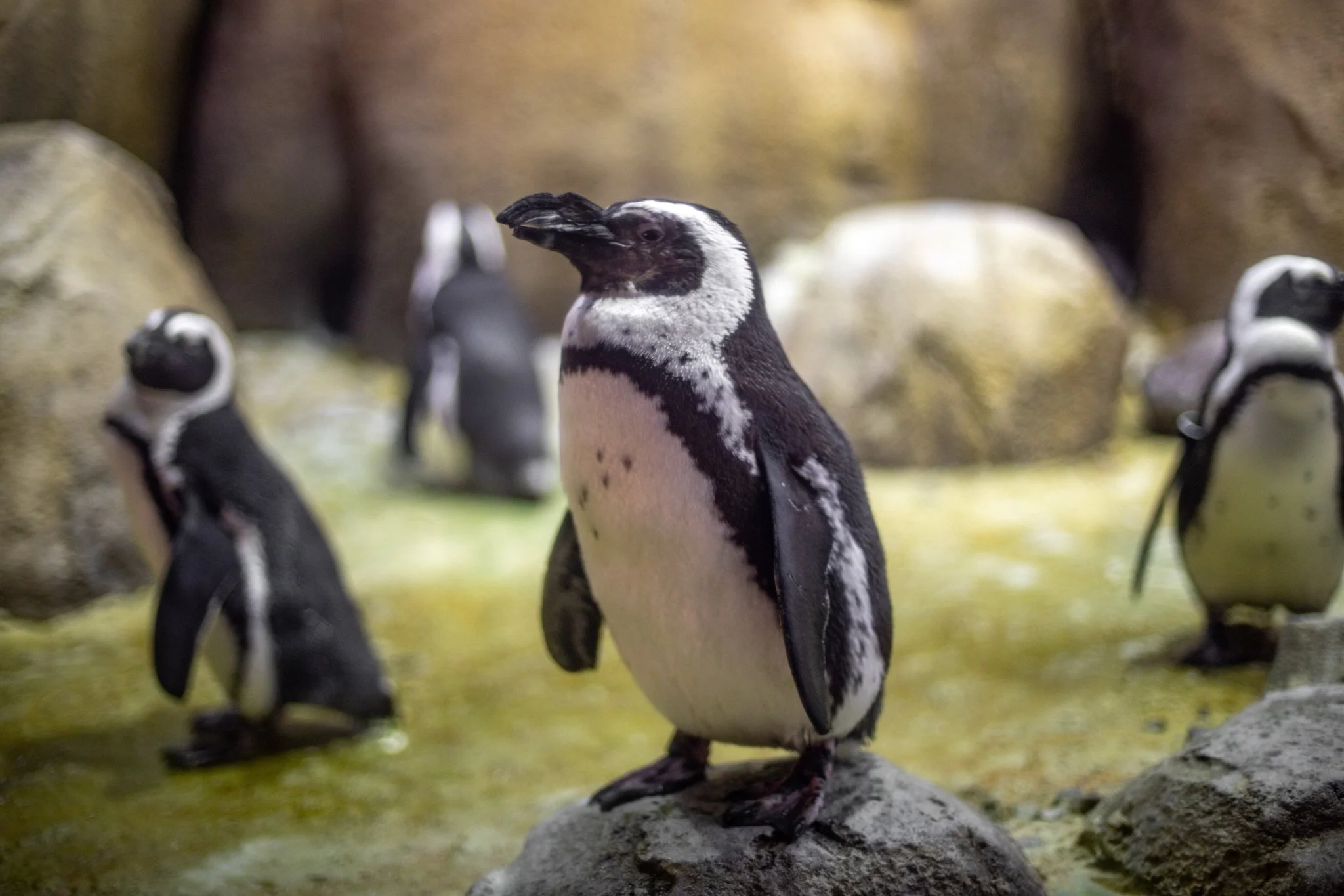 Minnesota Zoo — Nathaniel Barber