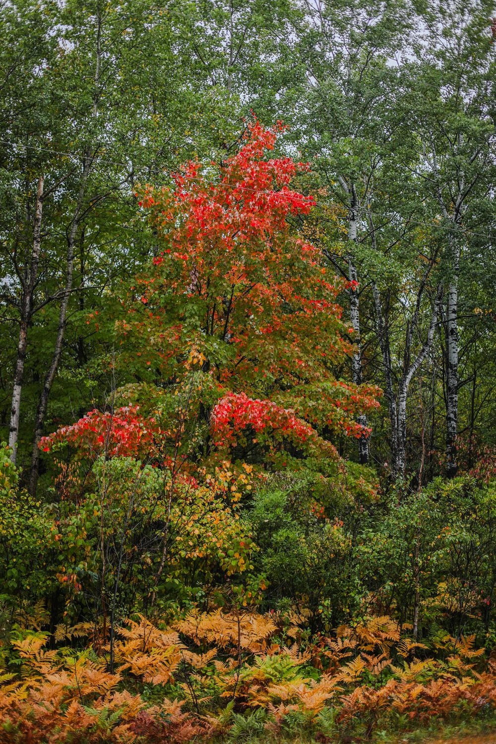 Autumn trees in Northern Wisconsin