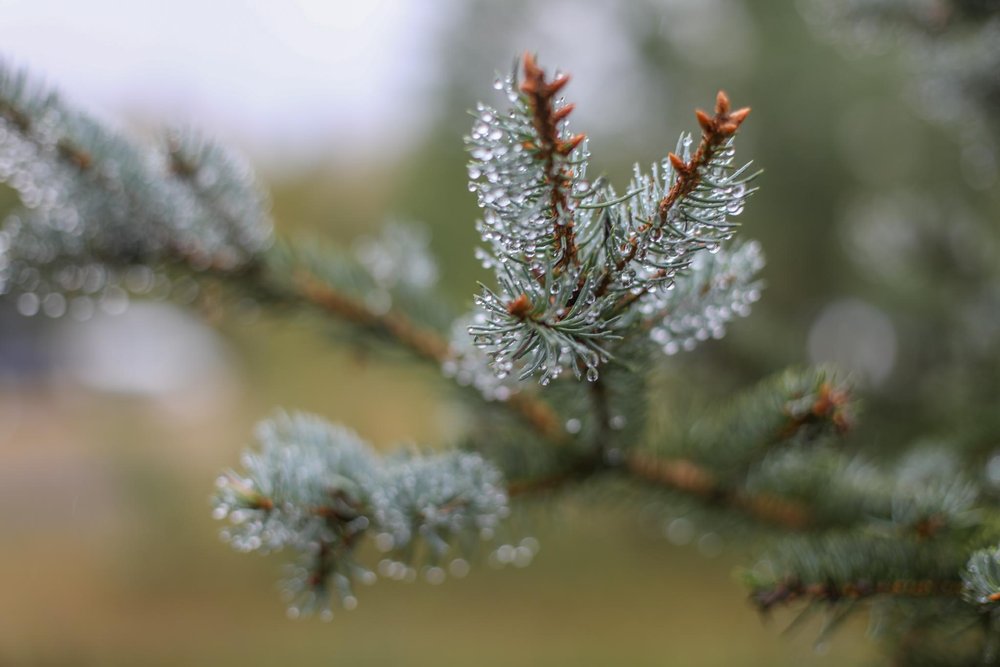 Spruce needles heavy with morning dew
