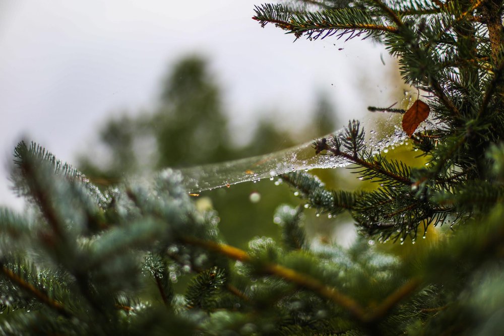 Spruce needles and a cobweb heavy with morning dew