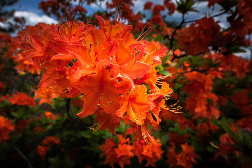Plants at the Minnesota Arboretum-02.jpg