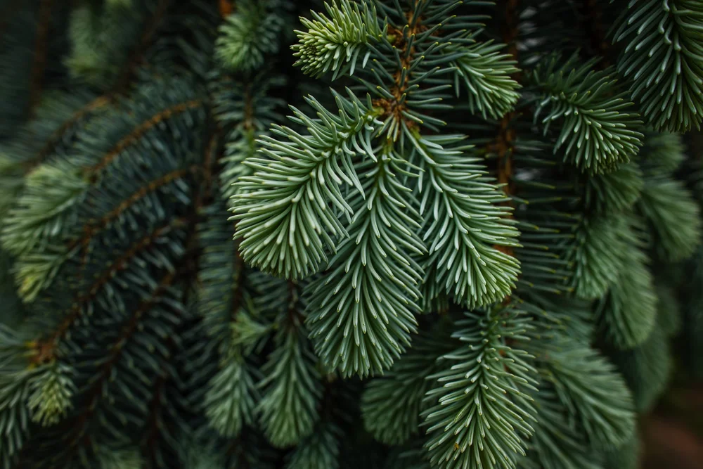 Plants at the Minnesota Arboretum-06.jpg