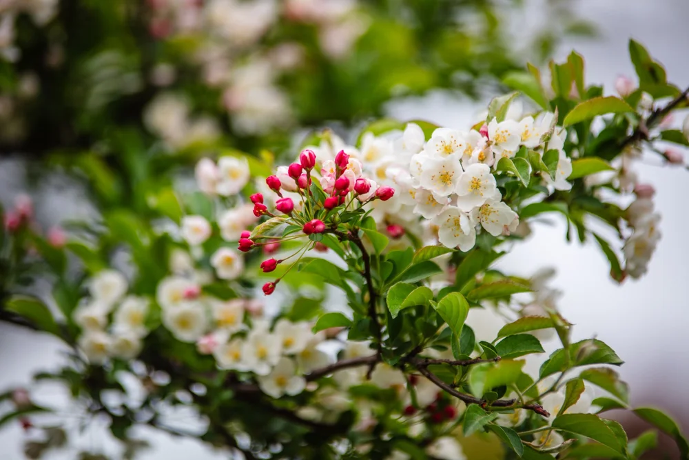 Minnesota Landscape Arboretum Spring 2022-03.jpg