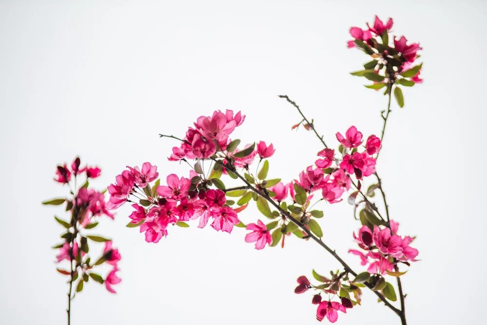 Minnesota Landscape Arboretum Spring 2022-09.jpg