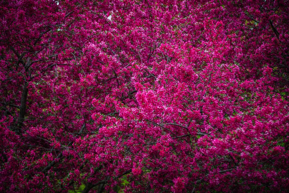 Minnesota Landscape Arboretum Spring 2022-11.jpg