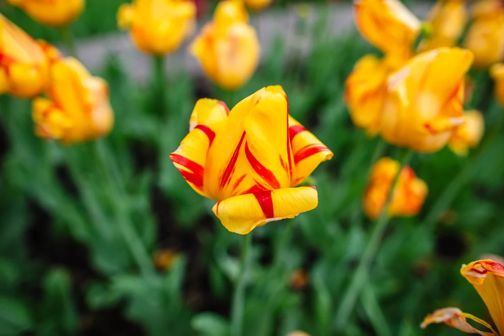 Minnesota Landscape Arboretum Spring 2022-13.jpg
