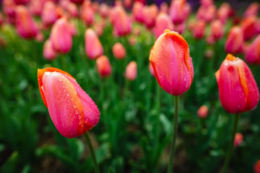 Minnesota Landscape Arboretum Spring 2022-16.jpg