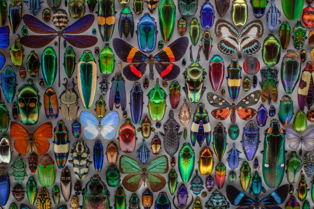 Exquisite Creatures at Science Museum of MN-27.jpg