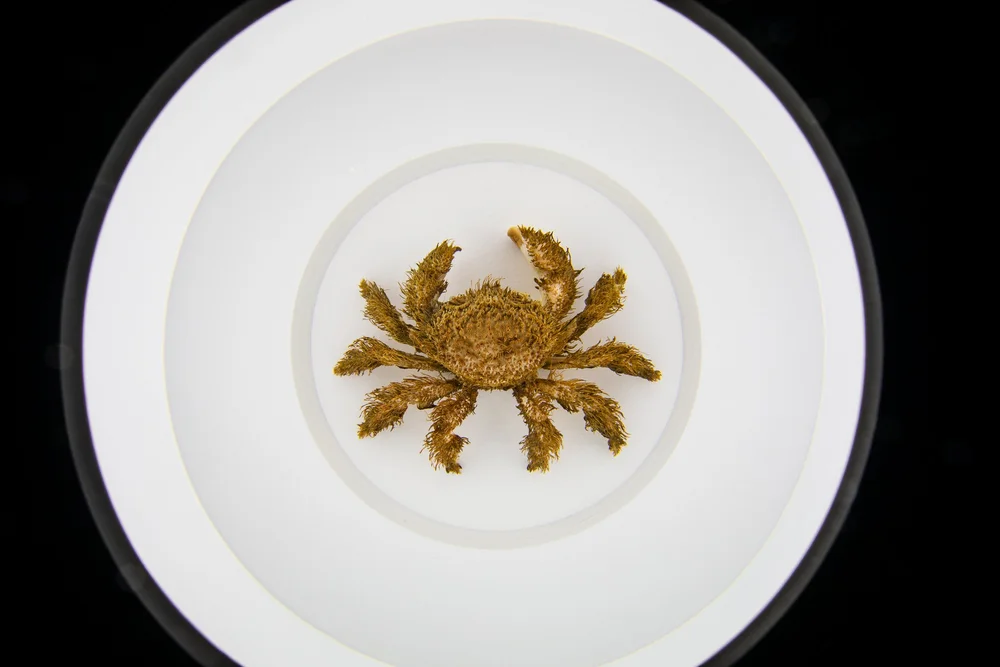 Exquisite Creatures at Science Museum of MN-08.jpg