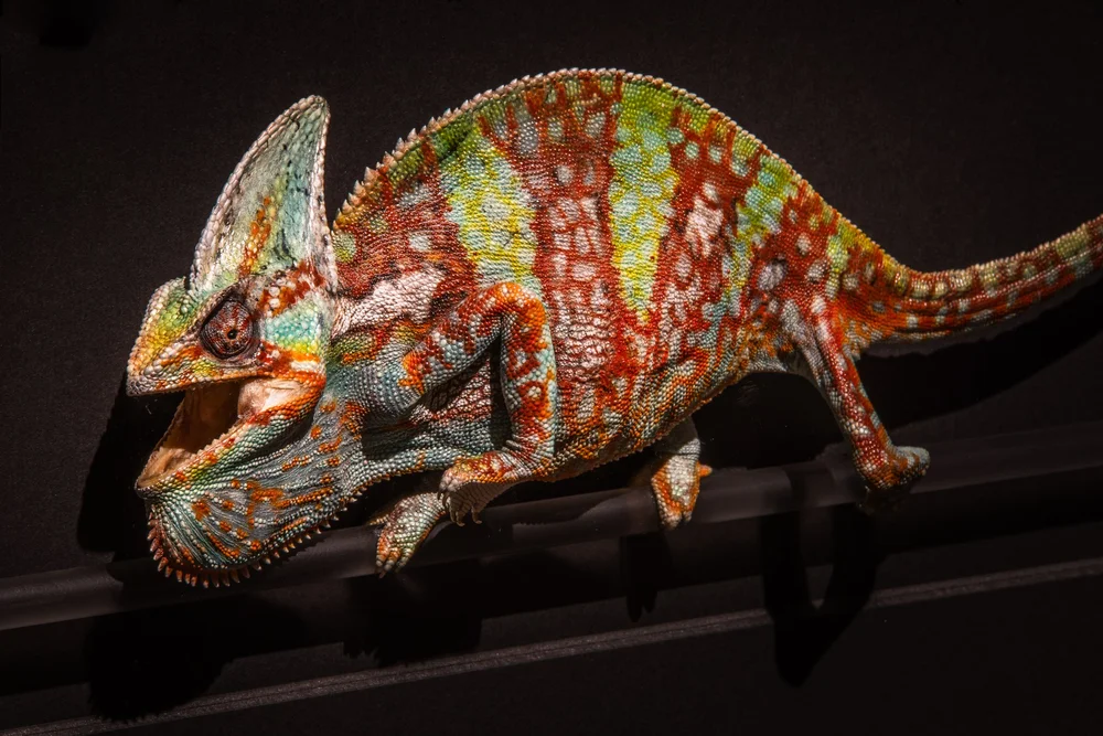 Exquisite Creatures at Science Museum of MN-15.jpg