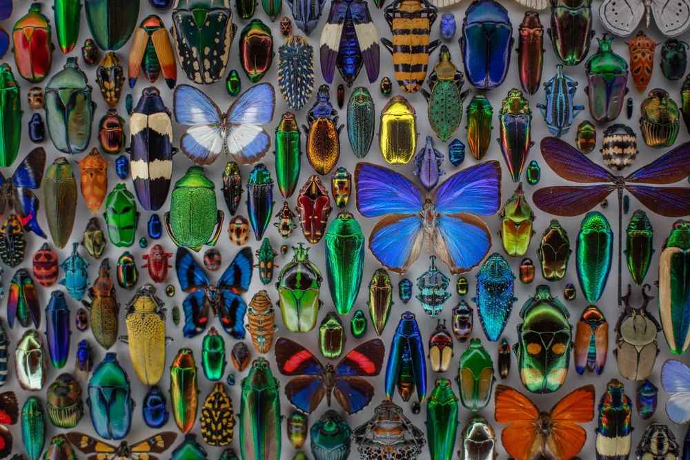 Exquisite Creatures at Science Museum of MN-25.jpg