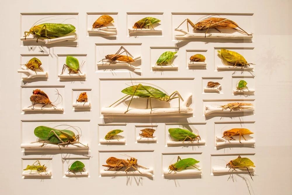 Exquisite Creatures at Science Museum of MN-04.jpg