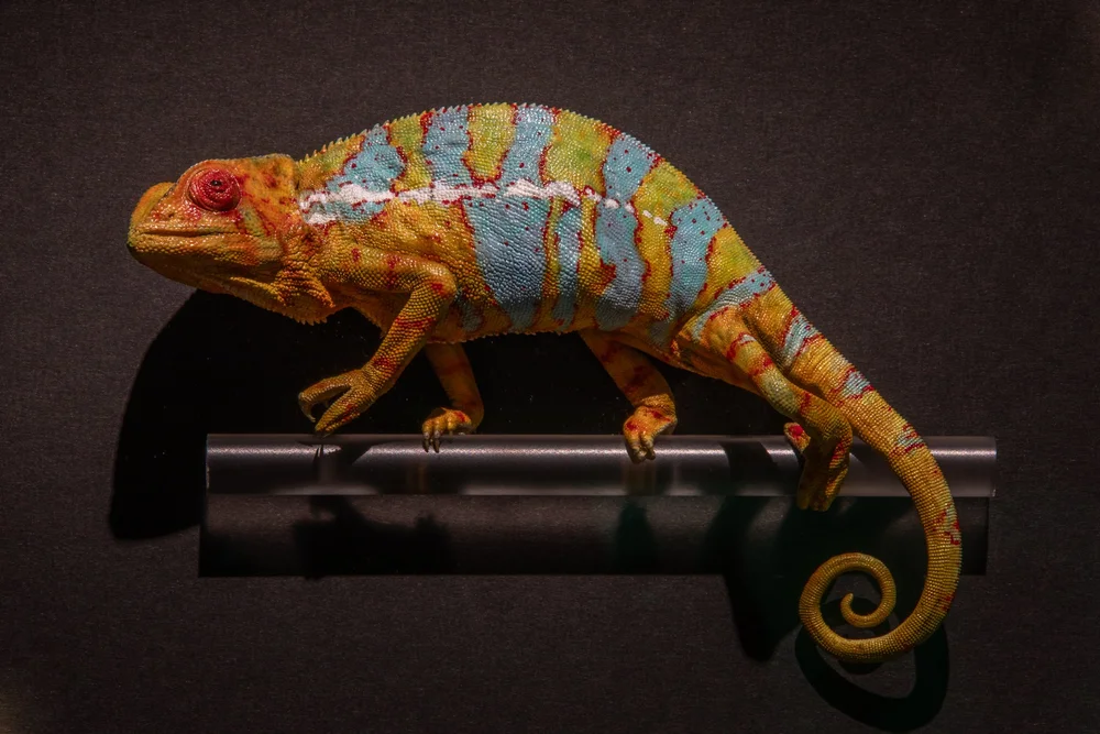 Exquisite Creatures at Science Museum of MN-16.jpg