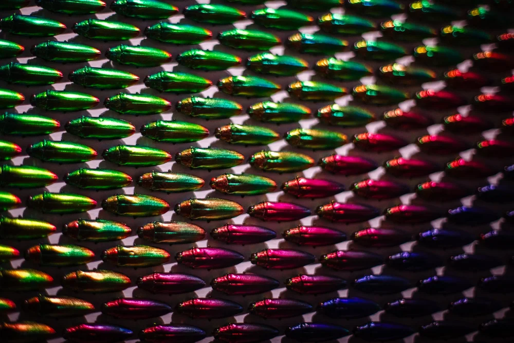 Exquisite Creatures at Science Museum of MN-43.jpg