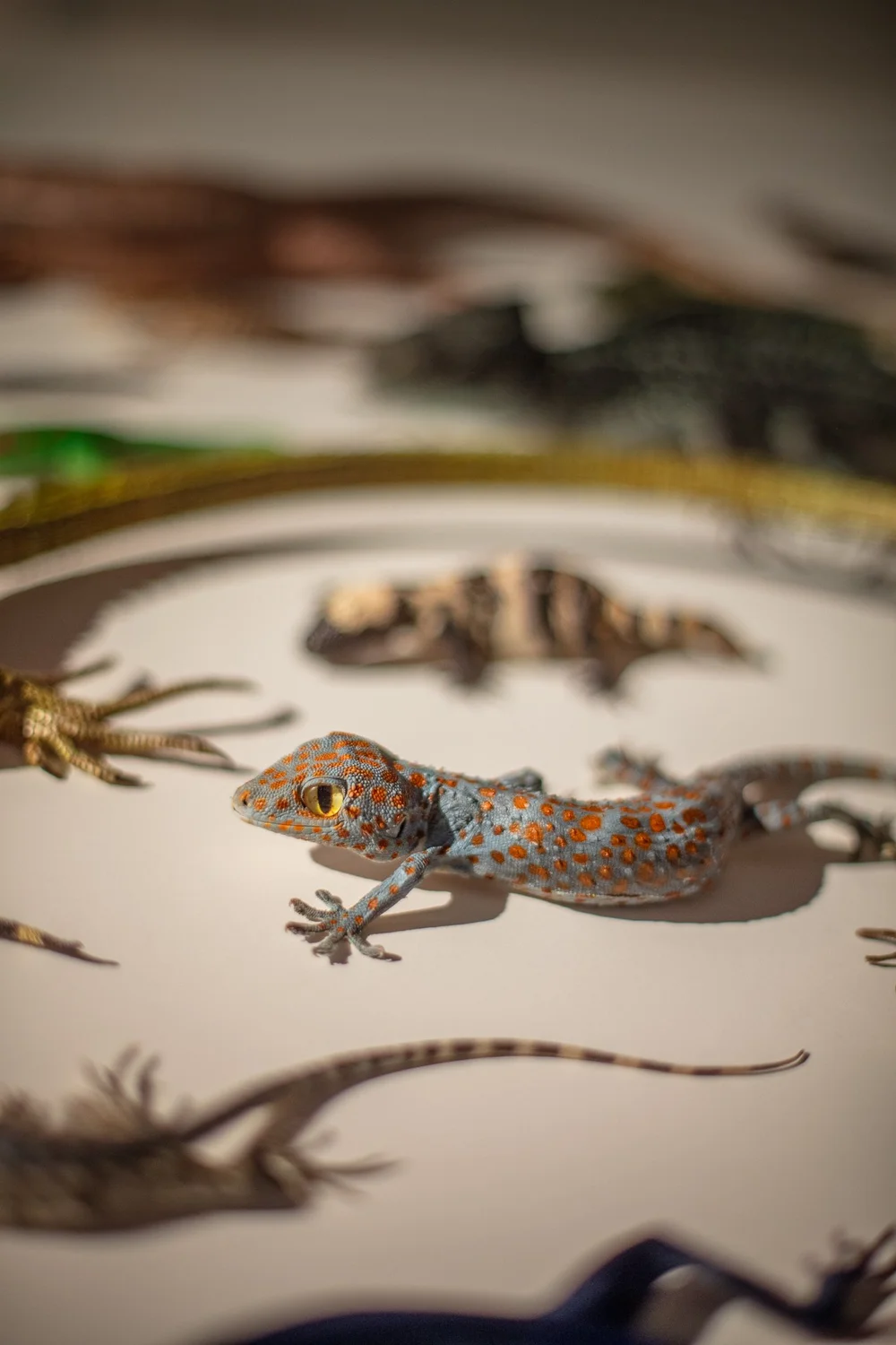 Exquisite Creatures at Science Museum of MN-47.jpg