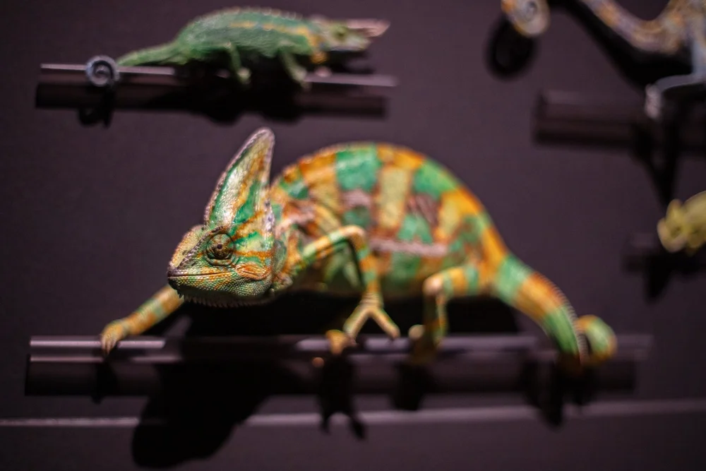 Exquisite Creatures at Science Museum of MN-45.jpg