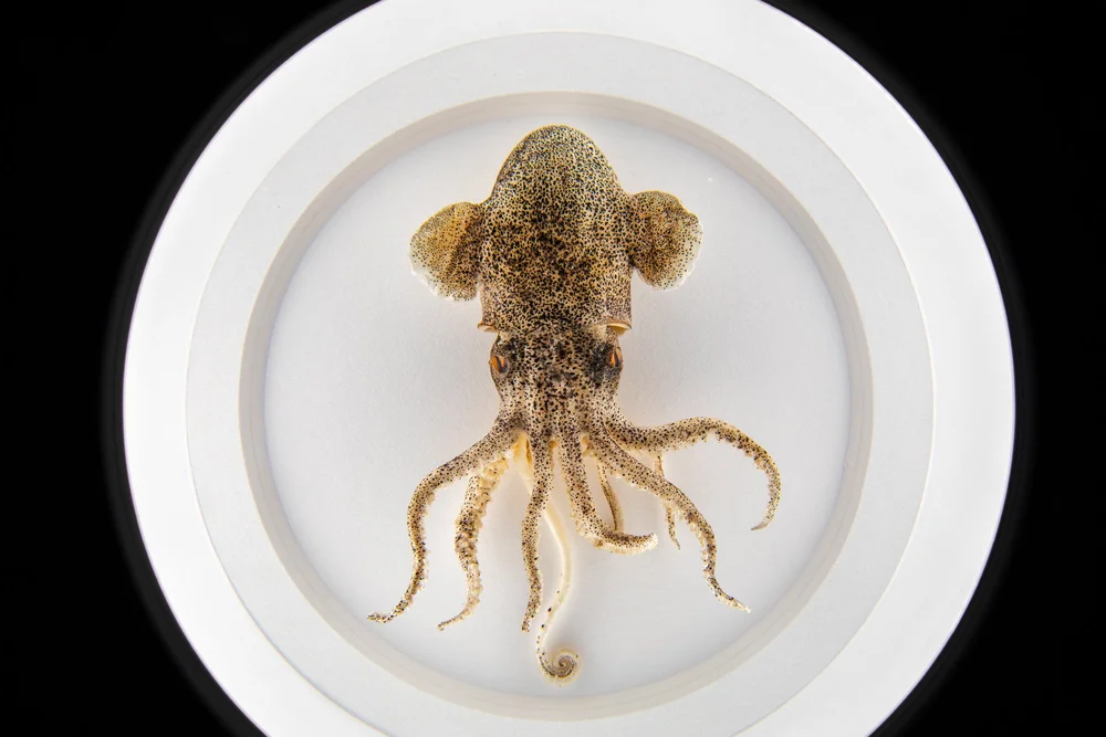 Exquisite Creatures at Science Museum of MN-07.jpg