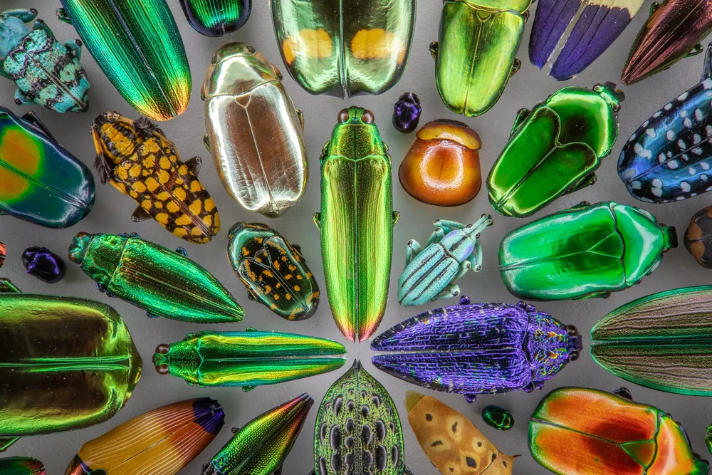 Exquisite Creatures at Science Museum of MN-18.jpg