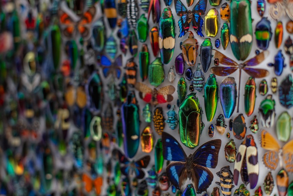 Exquisite Creatures at Science Museum of MN-24.jpg