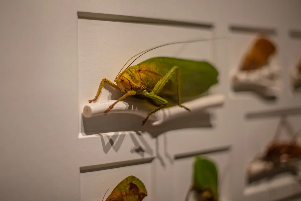 Exquisite Creatures at Science Museum of MN-51.jpg