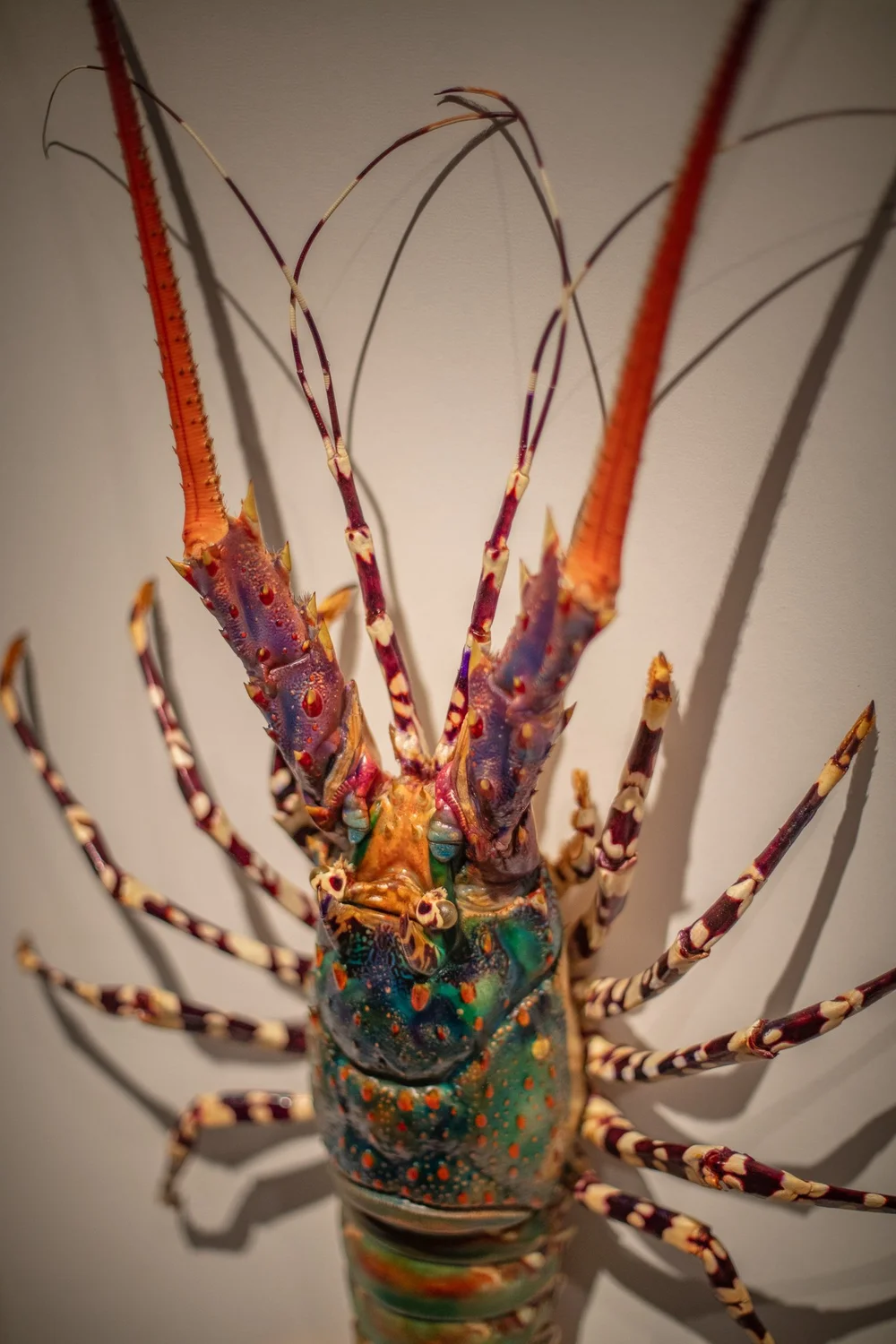 Exquisite Creatures at Science Museum of MN-31.jpg