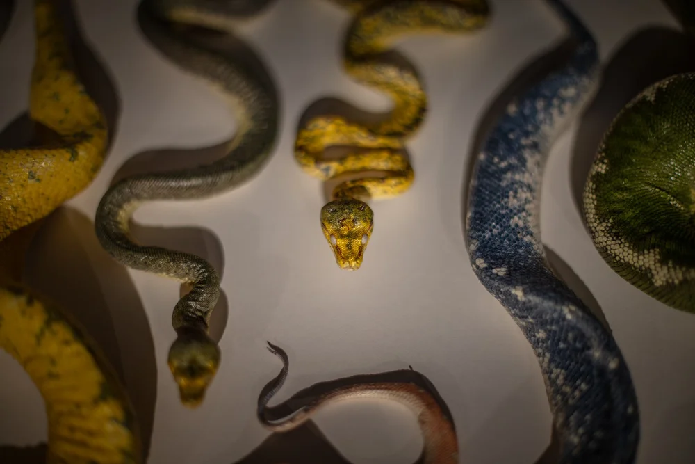 Exquisite Creatures at Science Museum of MN-52.jpg