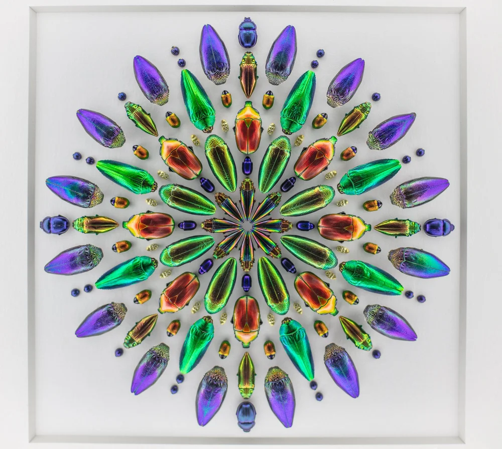 Exquisite Creatures at Science Museum of MN-41.jpg