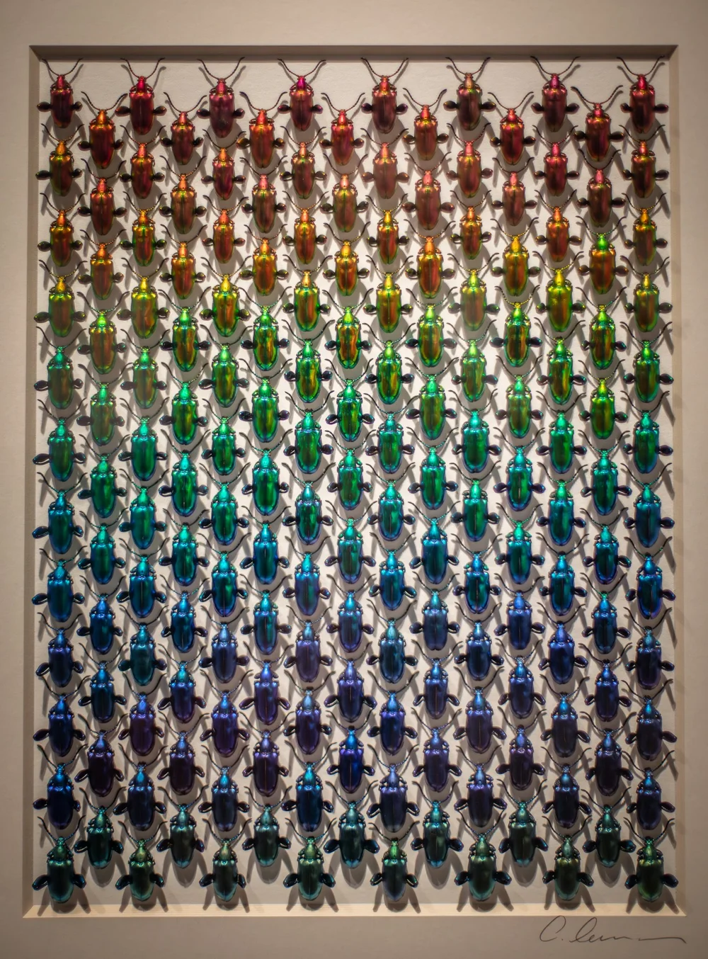 Exquisite Creatures at Science Museum of MN-42.jpg