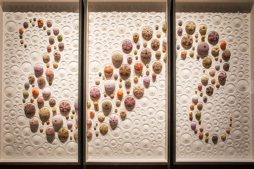 Exquisite Creatures at Science Museum of MN-02.jpg