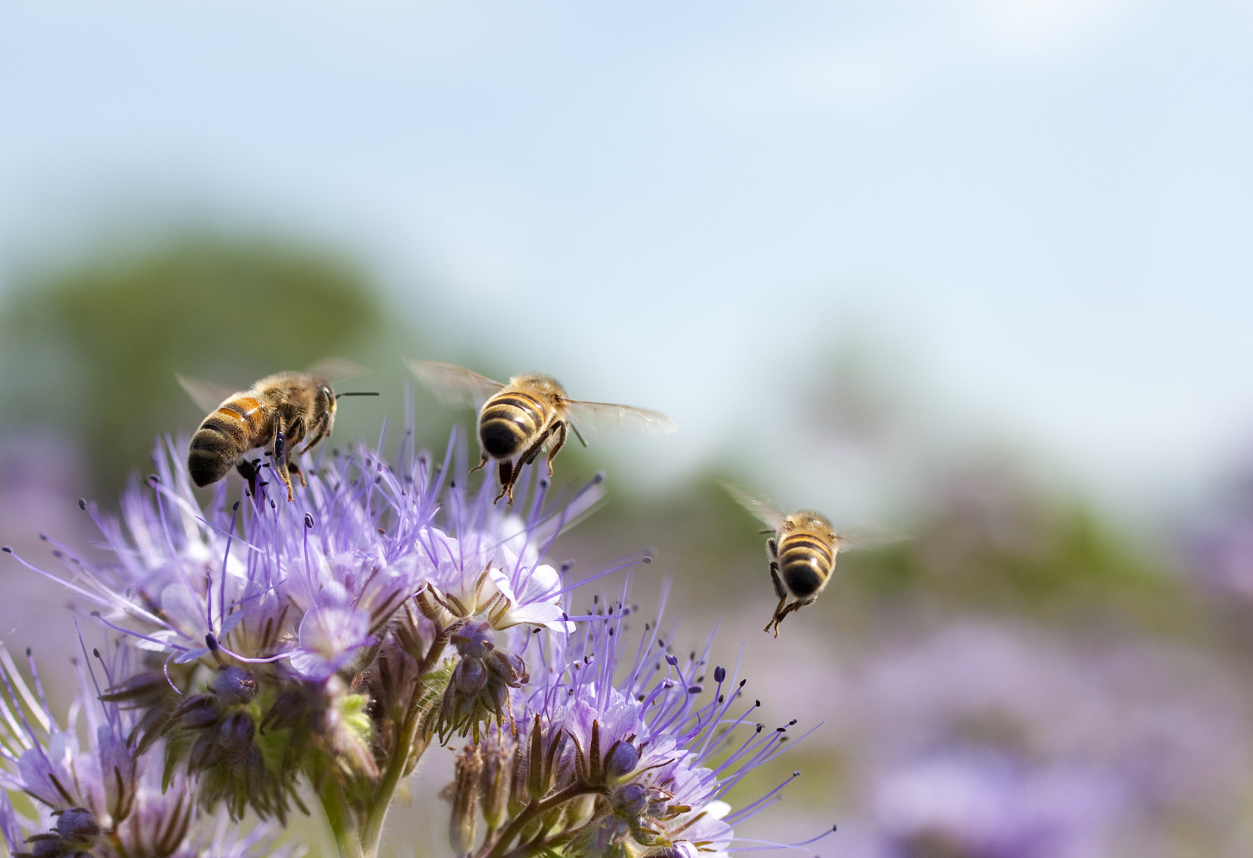 iStock-110719870.jpg