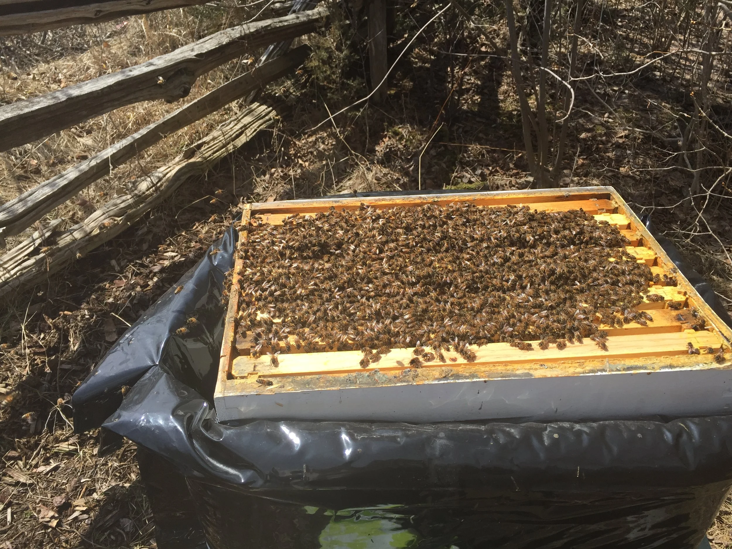 The first inspections