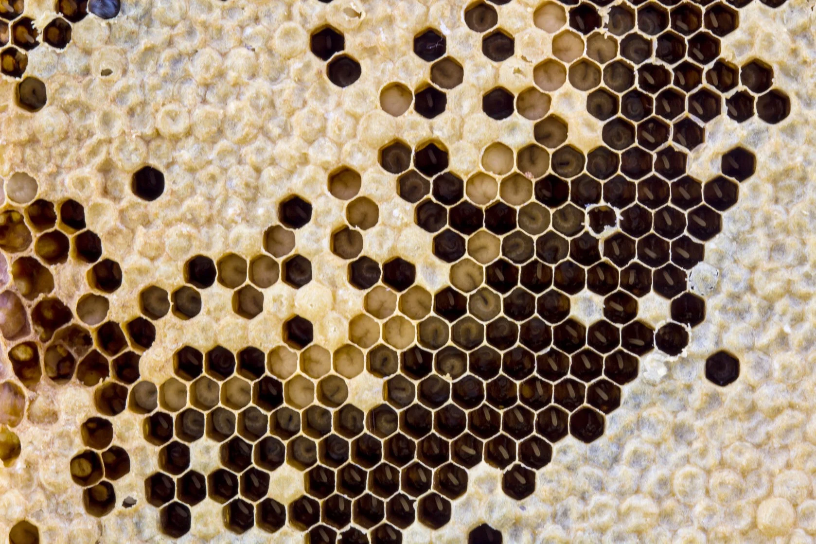 Queening: the Sequel