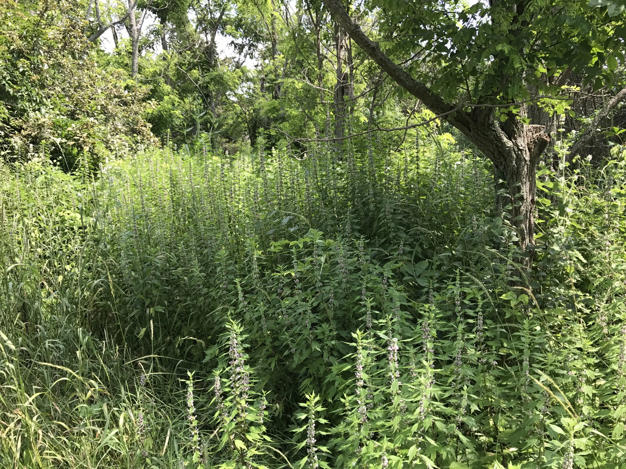 Terroir-based honey vs. single source