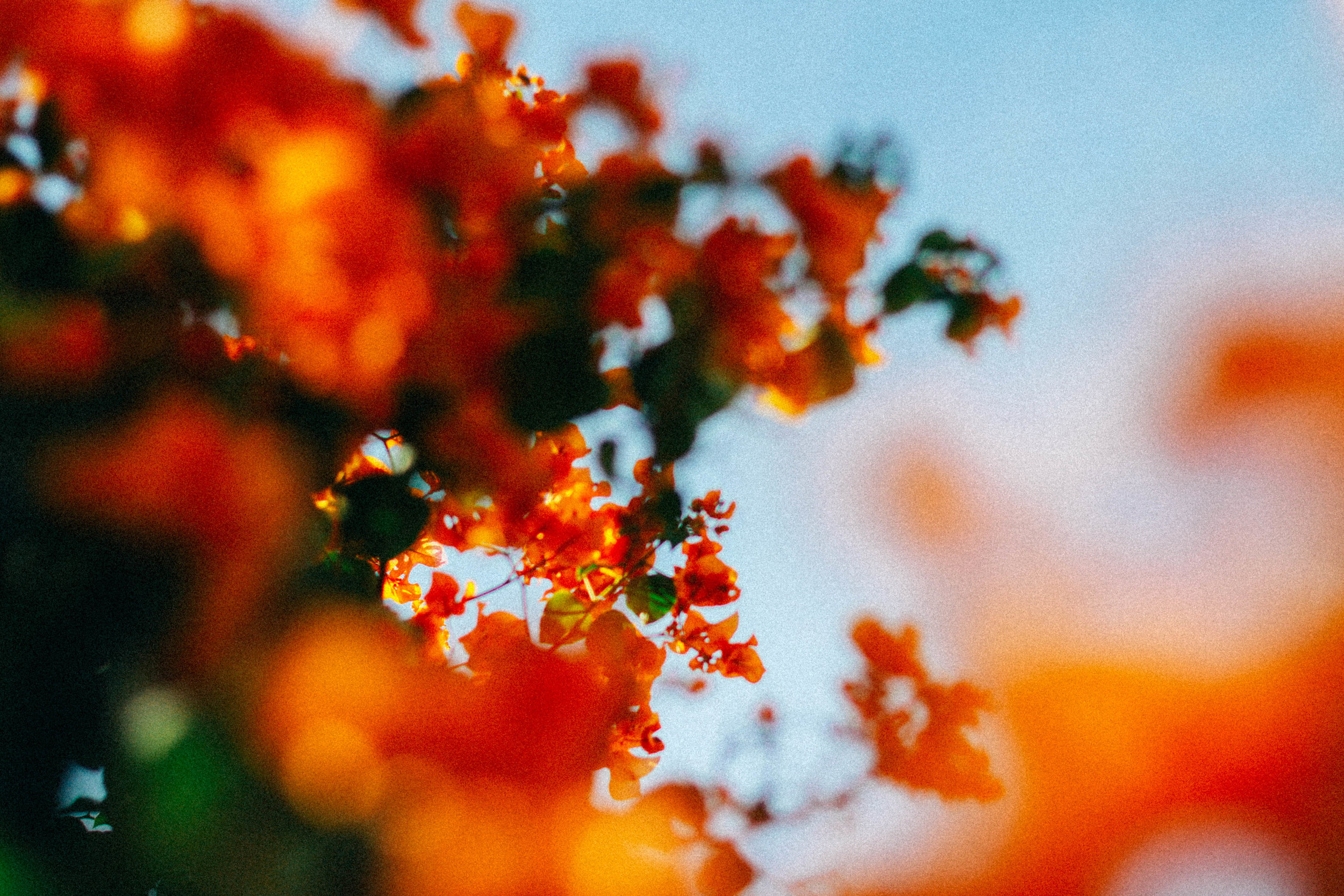 Kelsy Karter shot by Michael Morgan-1-3.jpg