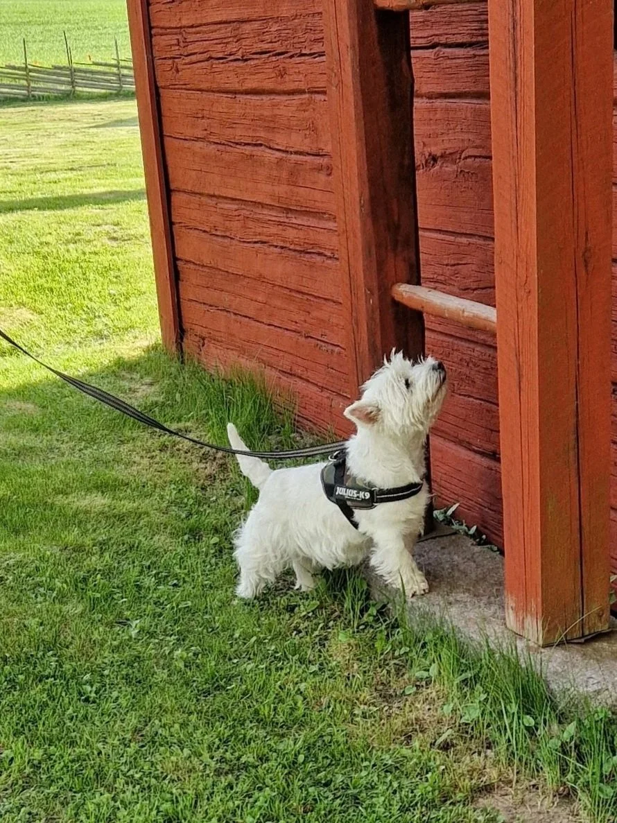 Nose Work summit - 9 maj