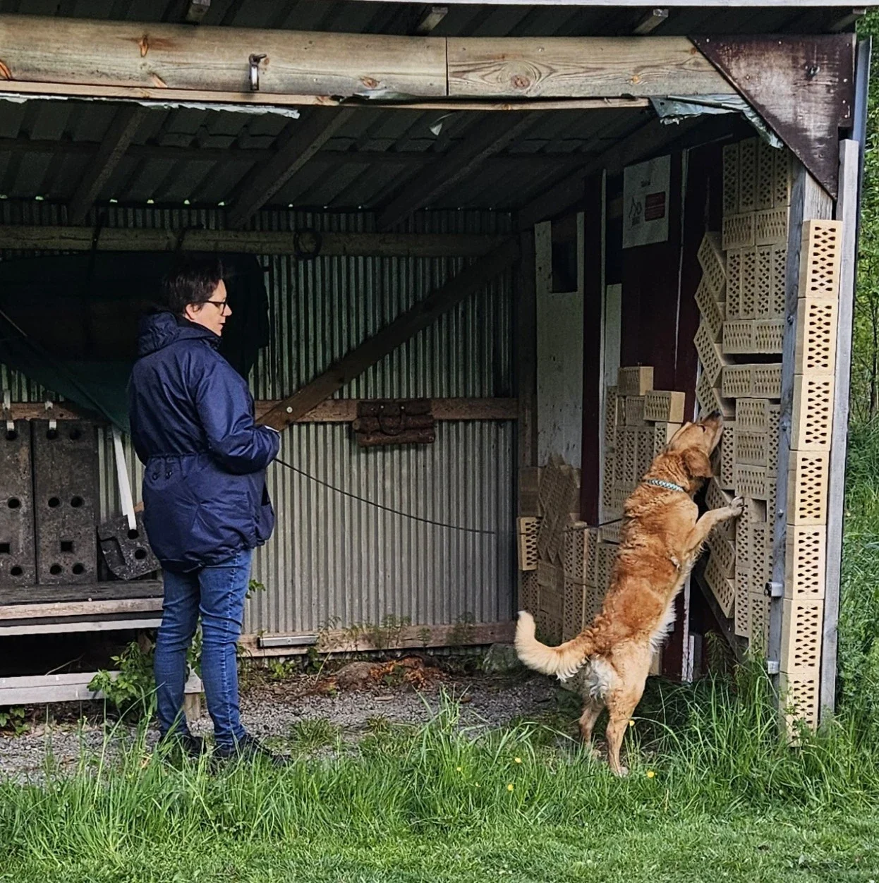 NOSE WORK STEG 3 start 15 januari