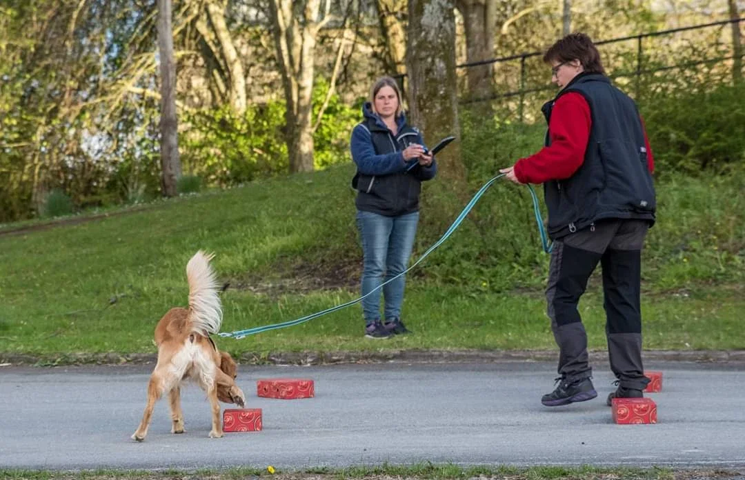 NOSE WORK STEG 1 start 12 februari