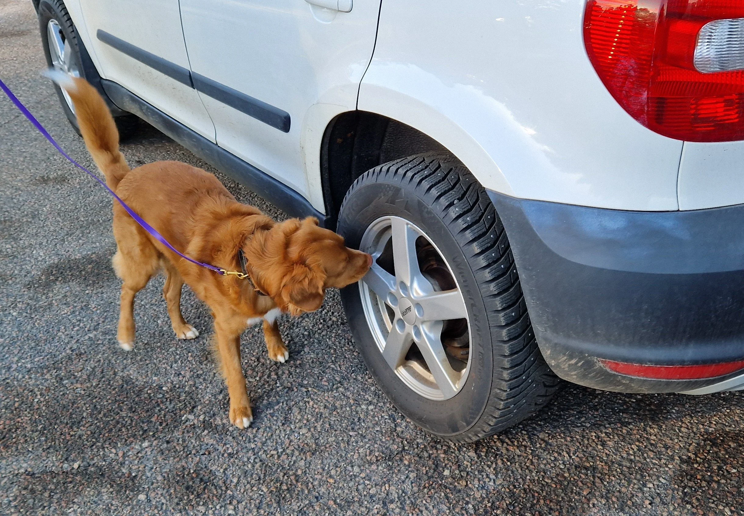 Nose Work steg 2 start 12 mars